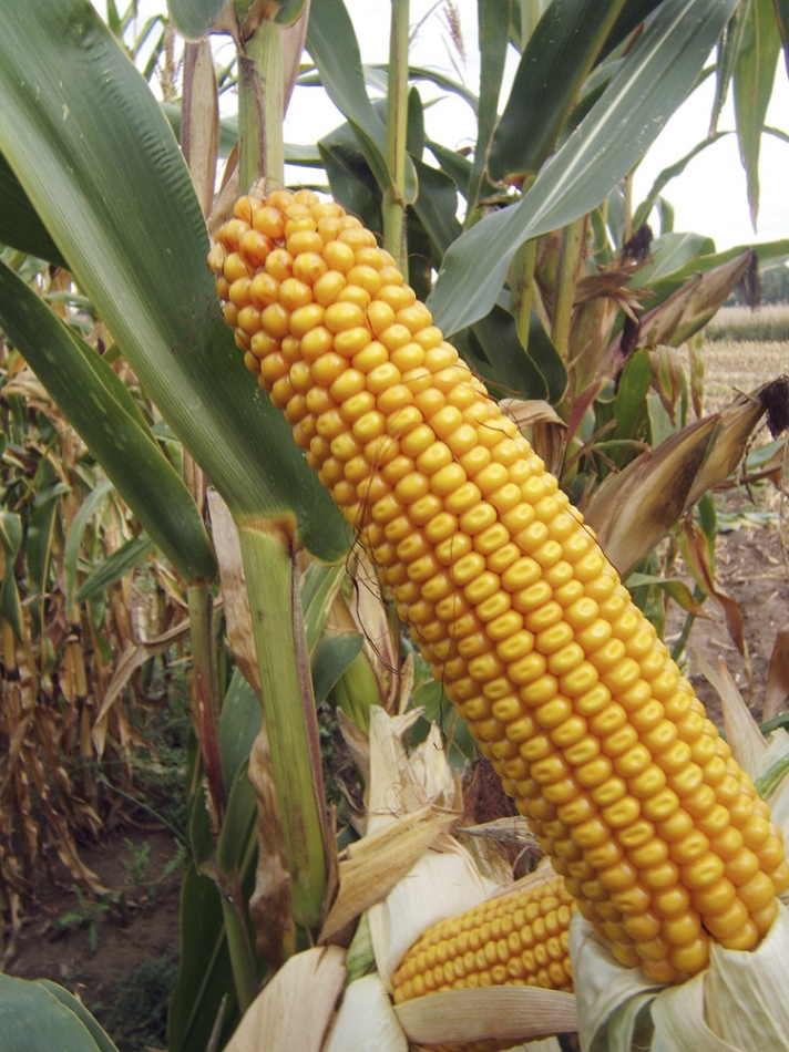 Kukuřice Legion - na zrno, siláž, bioplyn