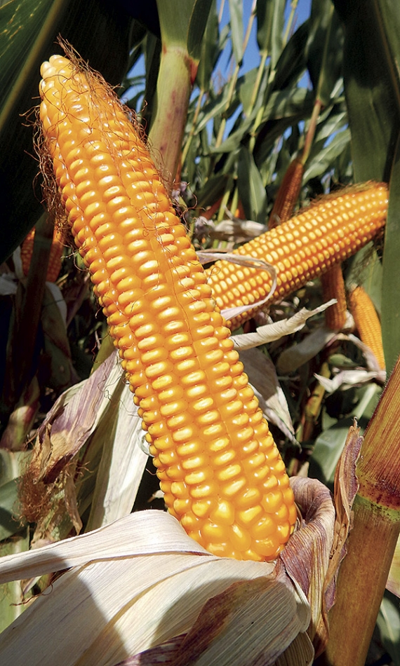 Kukuřice Kanonier - na zrno, siláž, bioplyn