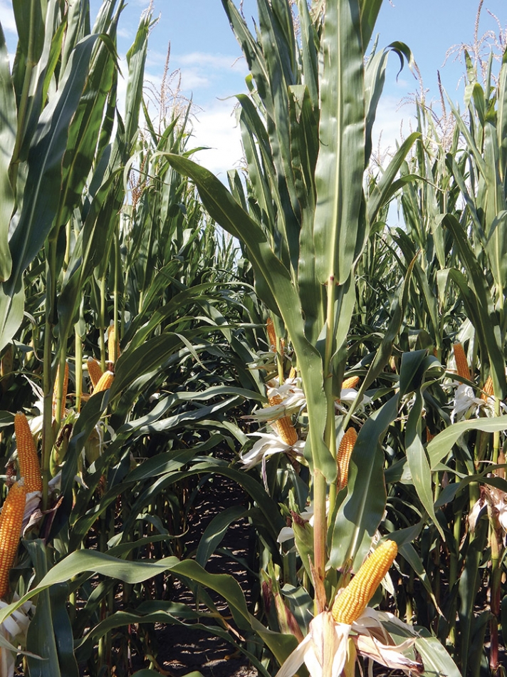 Kukuřice Popis - na siláž, bioplyn