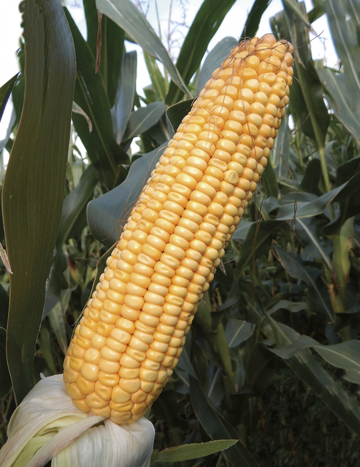 Kukuřice Scandi CS - na siláž, bioplyn