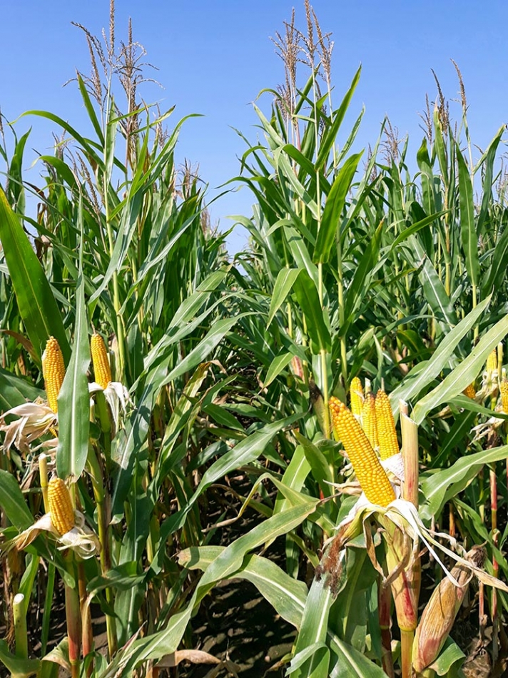 Hybrid kukuřice Giewont
